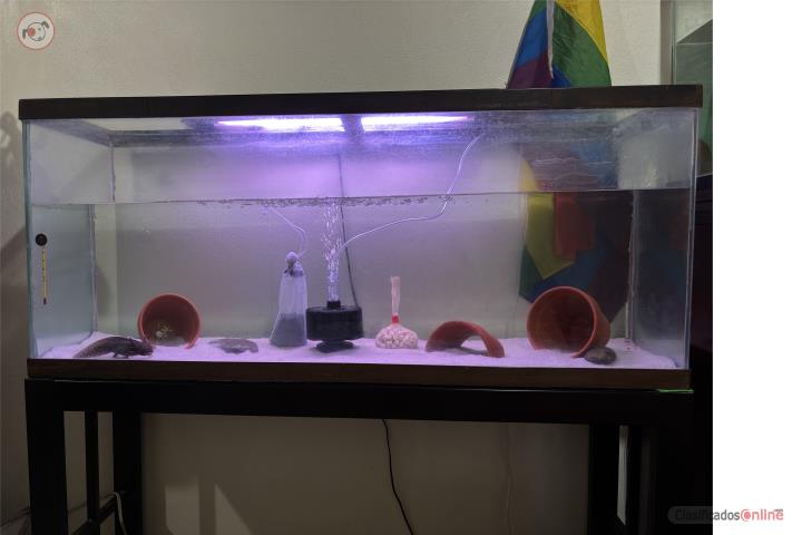 Pecera con axolotl  Puerto Rico