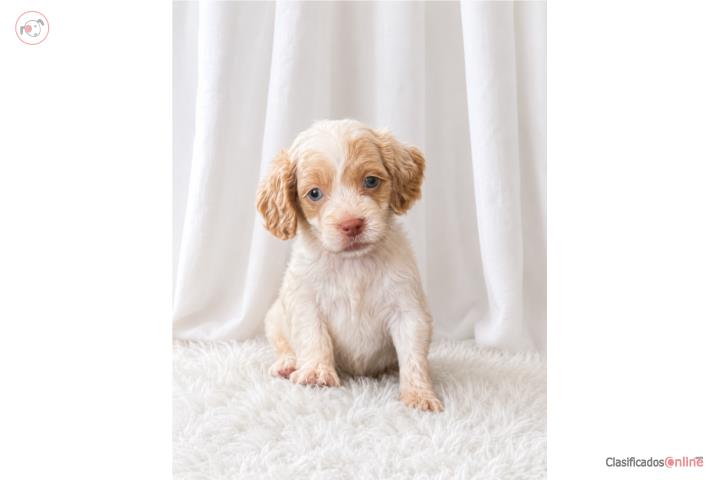 Cockapoo nene  Puerto Rico
