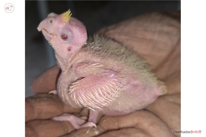 Cockatieles  Puerto Rico