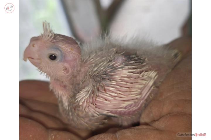 Cockatieles  Puerto Rico