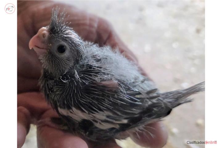 Cockatieles  Puerto Rico
