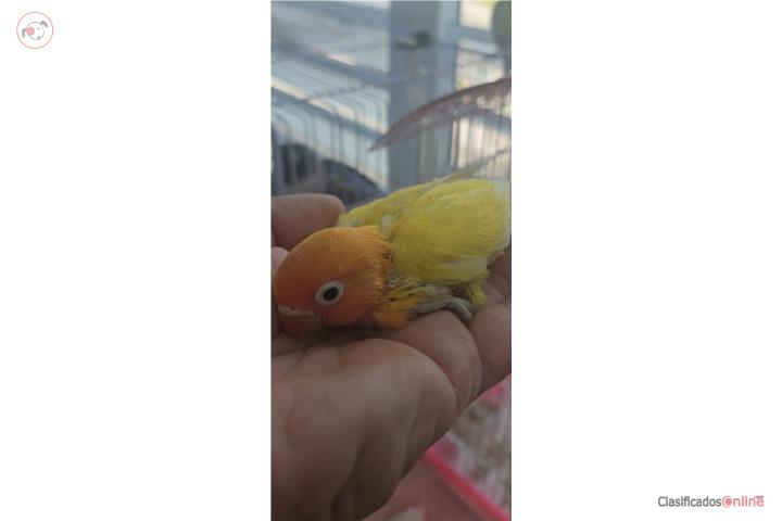 Lovebird   Puerto Rico
