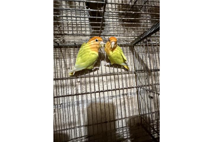 Pareja de lovebrid opalinos  Puerto Rico