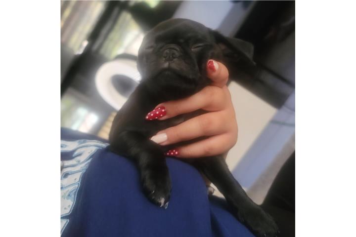 Pug Puerto Rico