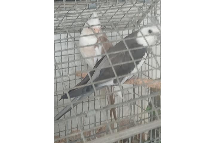 PAREJA COCKATIEL W/F  Puerto Rico