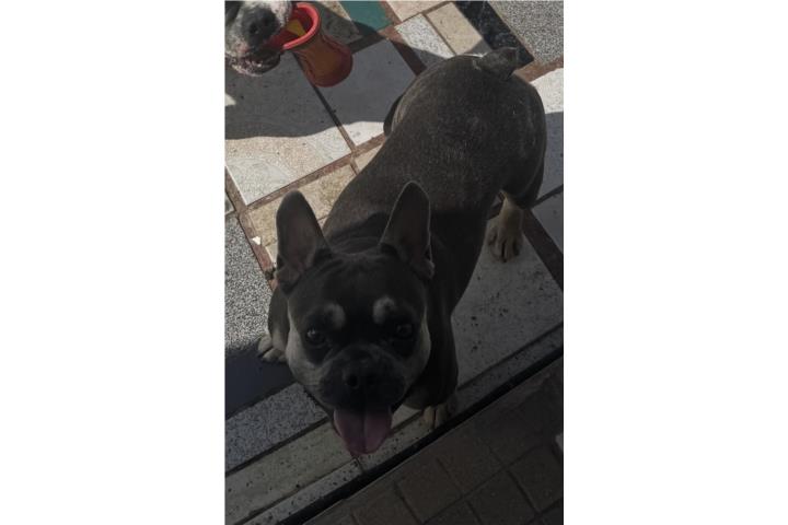 Venta de French Bulldog  Puerto Rico
