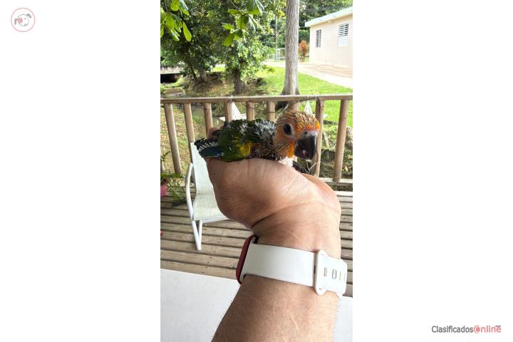 Janday Sin ADN Puerto Rico