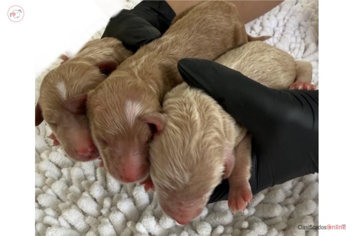 Goldendoodle nenas hermosas  Puerto Rico