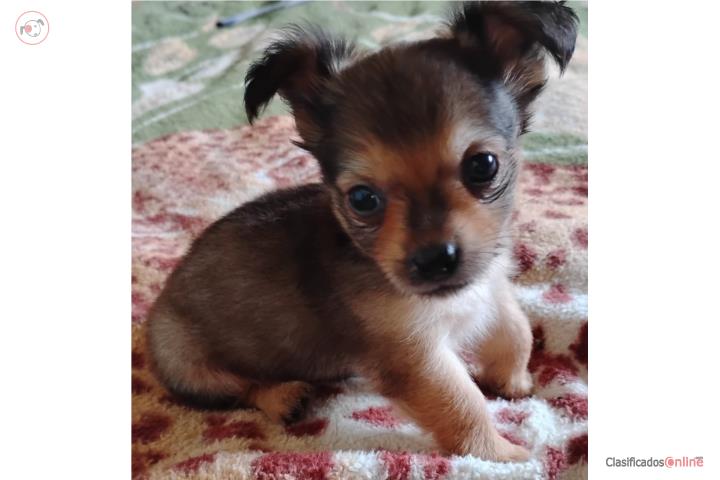 Chihuahua long hair 40 días a $250.00 Puerto Rico