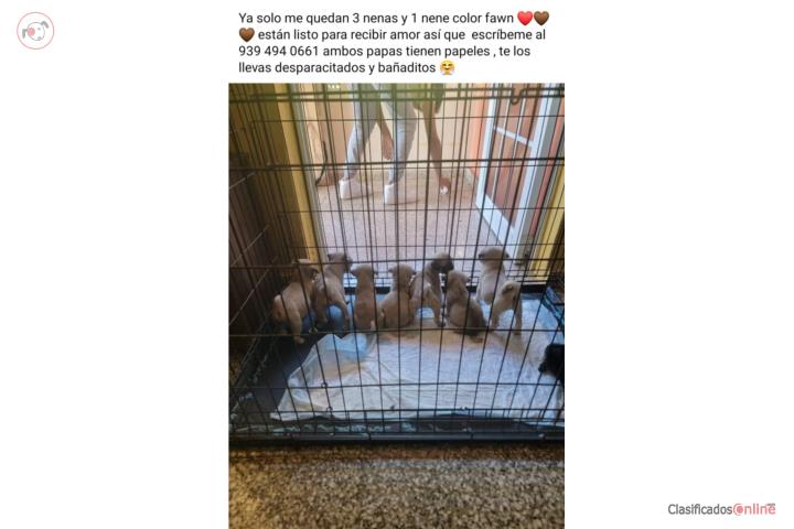 Pug puros  Puerto Rico