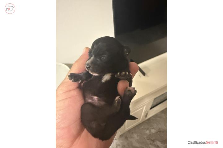 Chihuahua toy nena  Puerto Rico