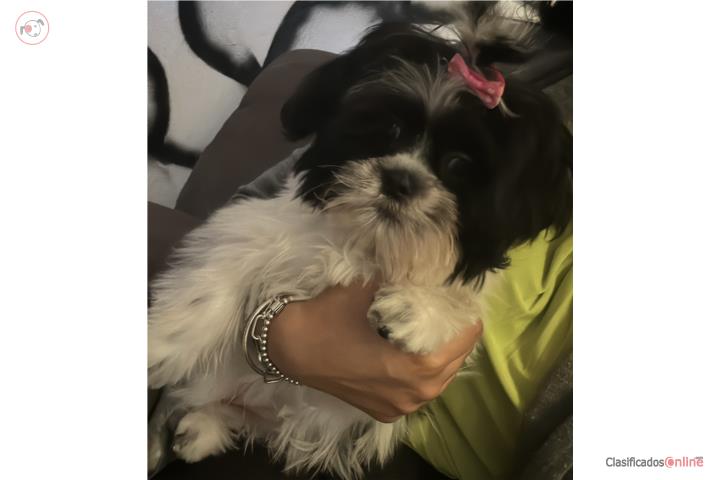 ShitZu Hembra Puerto Rico