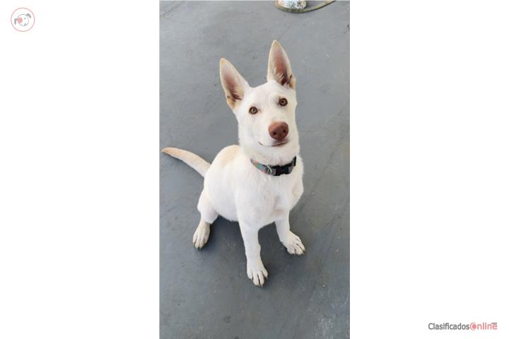 German Shepard Blanco  Puerto Rico