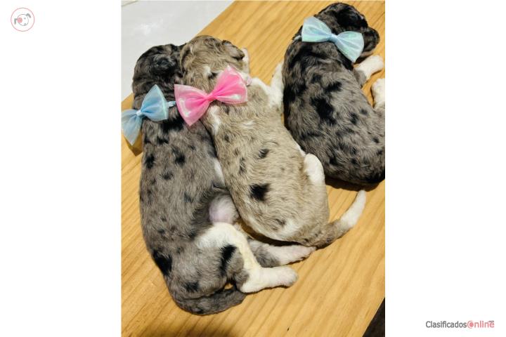 Hermosos Gooldendoodle (Merles) Puerto Rico