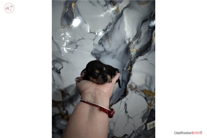 Chihuahua hembra Puerto Rico