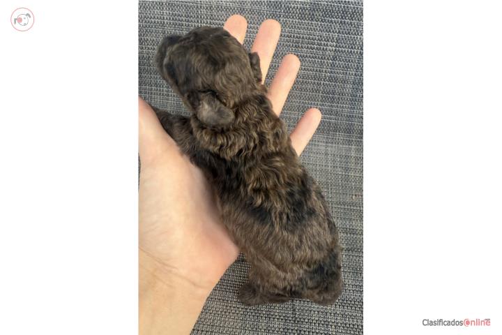 Toy poodle Macho merle se entrega en julio 15 Puerto Rico