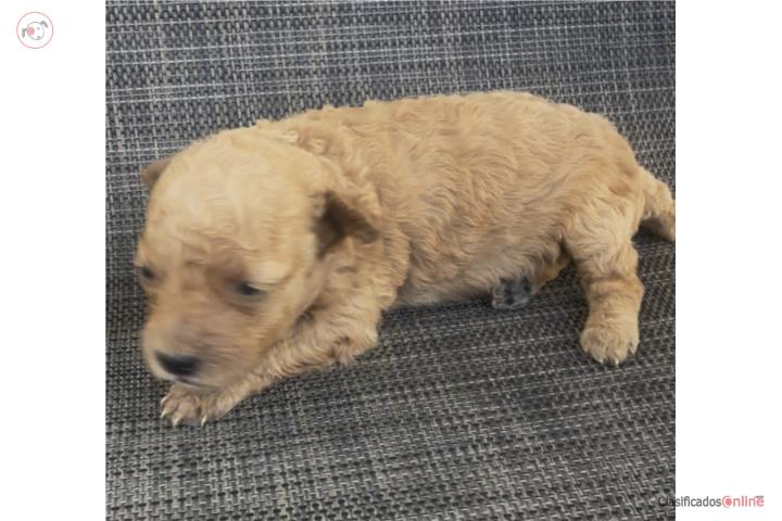 Toy poodle hembra color crema  Puerto Rico