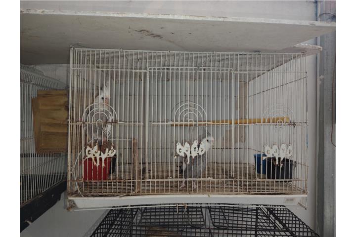 2 parejas de cockatieles  Puerto Rico
