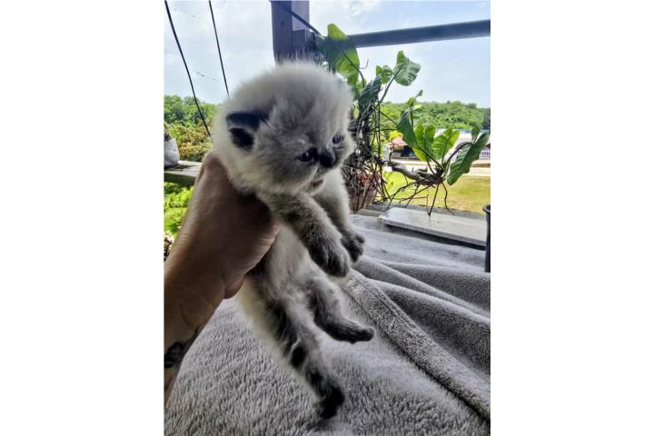 Gatita persa himalaya Puerto Rico