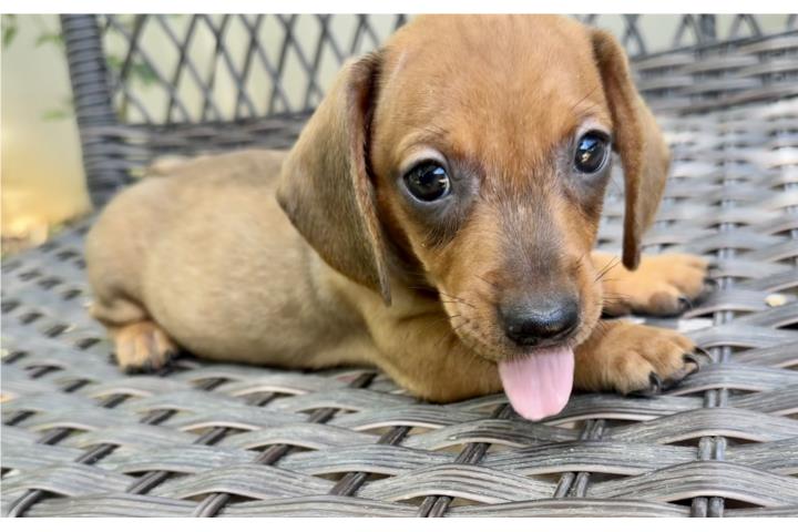 Hermoso salchicha Dachshund  Puerto Rico
