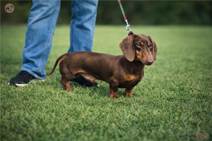 Salchichas dachshund mini Puerto Rico