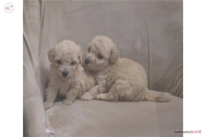 HERMOSAS TOY POODLE HEMBRAS Puerto Rico