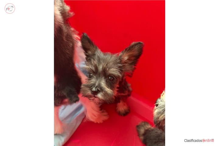 Hermosa Miniature Schnauzer de 2 meses Hembra Puerto Rico