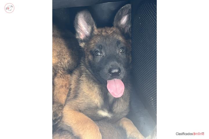 Pastor belga malinois  Puerto Rico