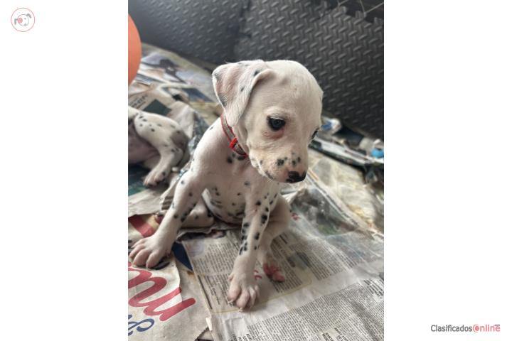 Dalmata Hembra Puerto Rico