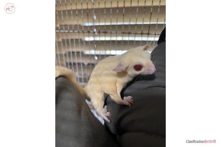 Se vende Sugar Glider Puerto Rico