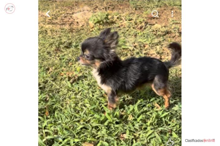 CHIHUAHUA APPLE HEAD?? Puerto Rico