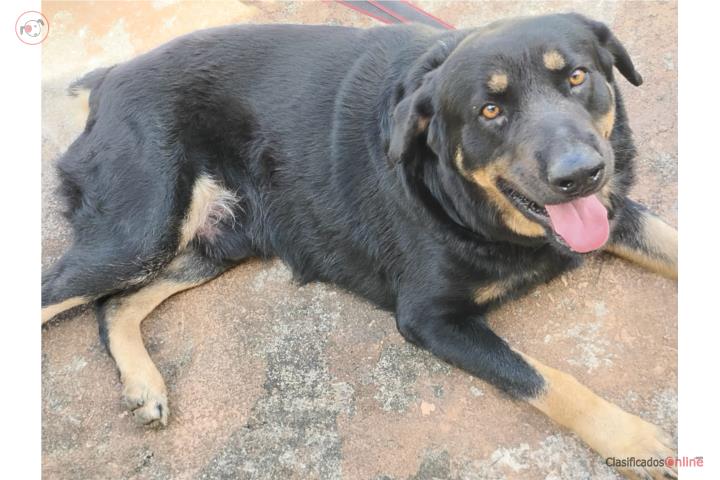 Perro para adopción  Puerto Rico