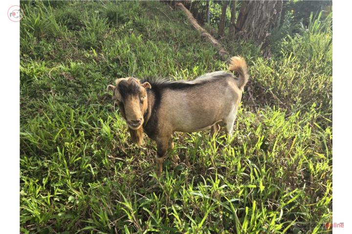 Cabro Padrote Lamancha $300 Puerto Rico