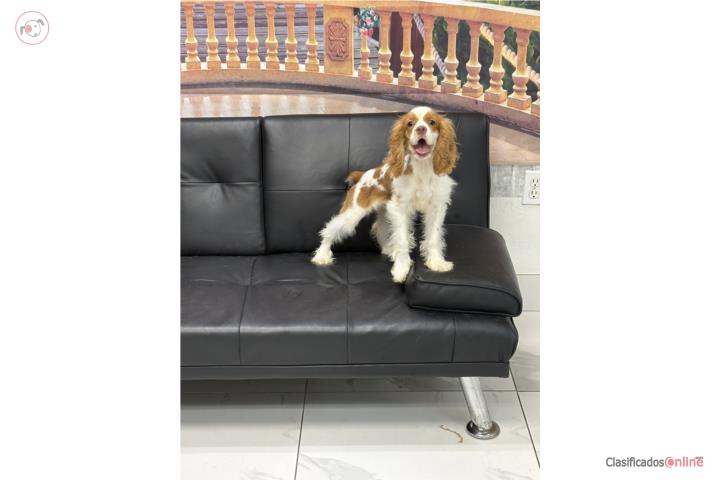 Preciosa Cocker Spaniel Blanca y Caramelo  Puerto Rico
