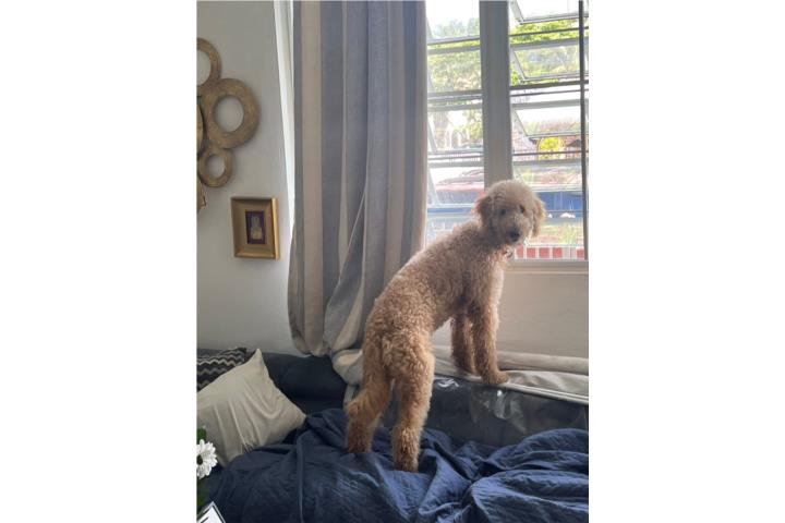 Preciosos golden doodle  Puerto Rico