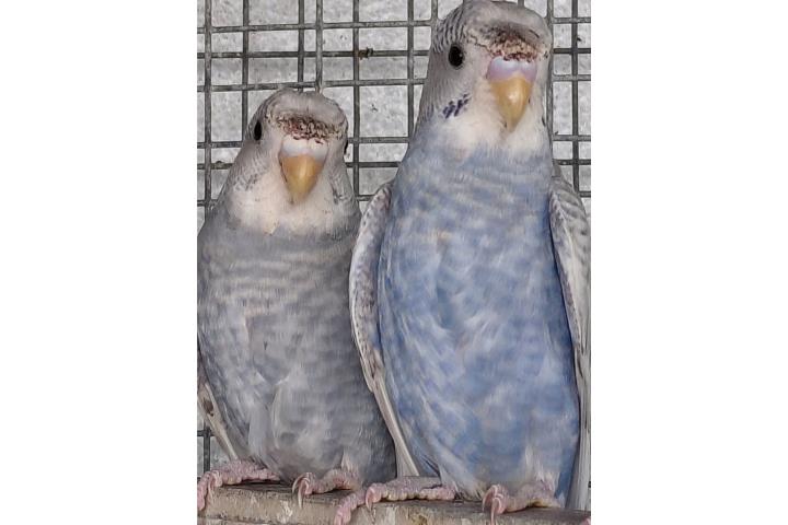 Pareja De Periquitos Moñus Puerto Rico