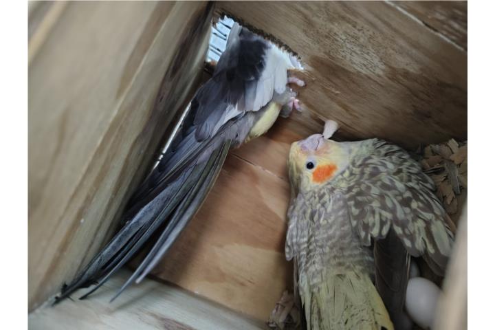 2 parejas de Cockatieles  Puerto Rico