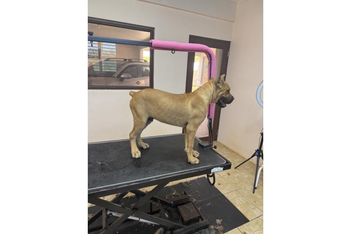 Cane corso Puerto Rico