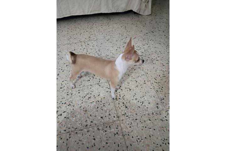 Chihuahua  Puerto Rico