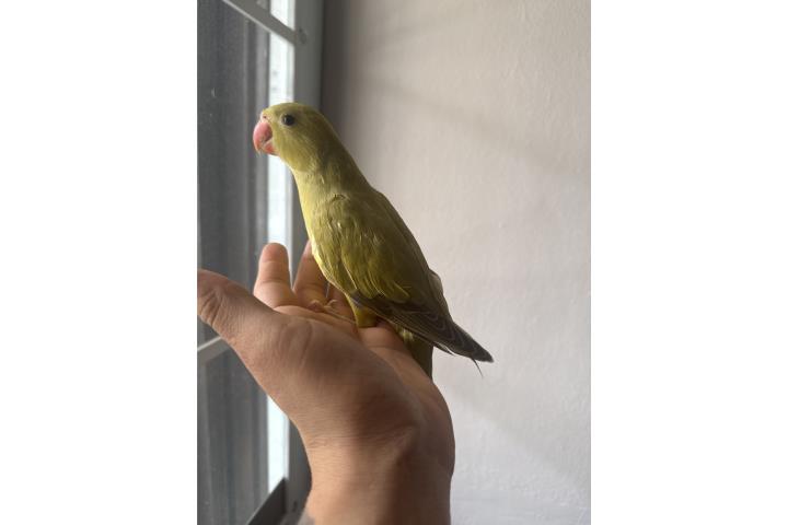 Ringneck verde cinamon 250 Puerto Rico