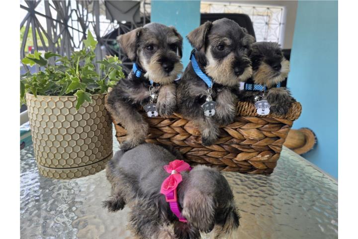 ¡HERMOSOS MINIATURE SCHNAUZER DISPONIBLES!  Puerto Rico