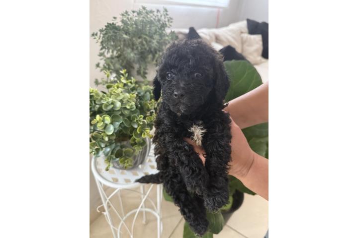Poodles  Puerto Rico