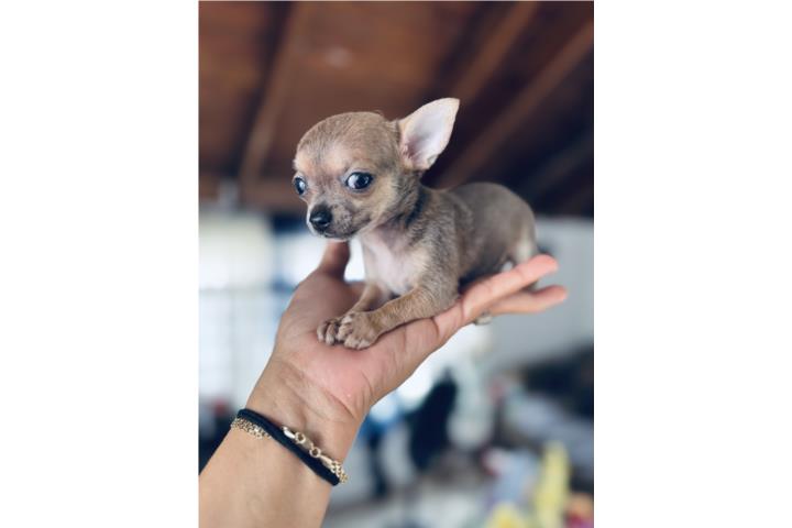 Chihuahua nena Puerto Rico