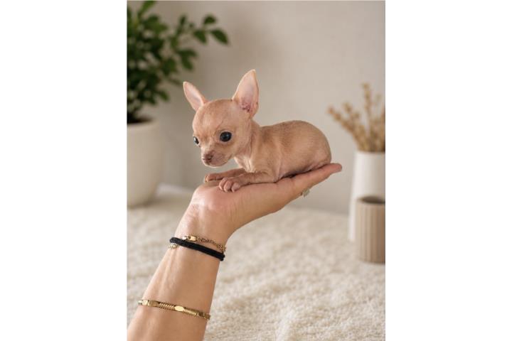 Chihuahua nena Puerto Rico