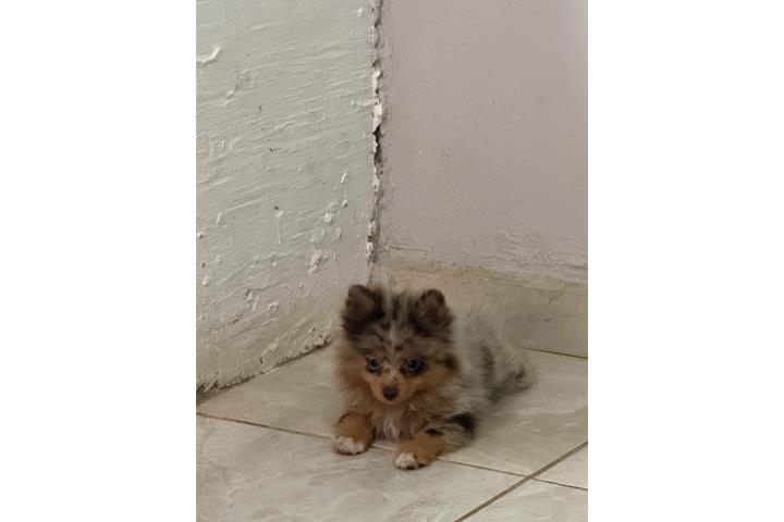 Pomerania merle chocolate hembra Puerto Rico