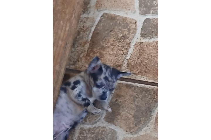 Chihuahua Puerto Rico