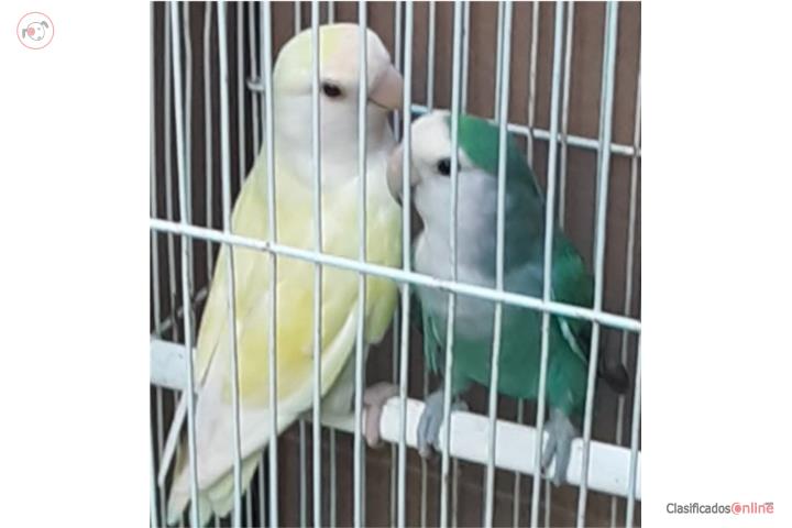 Pareja de lovebird   Puerto Rico