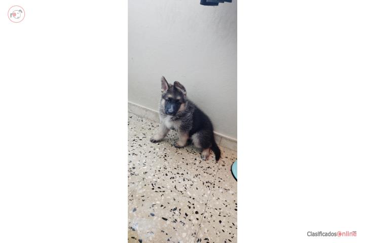 Venta German shepherd Puerto Rico