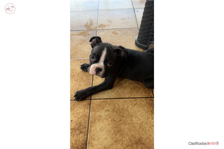 **Hermosos Boston Terrier*** Puerto Rico