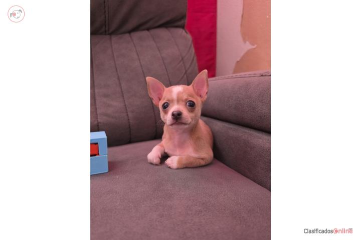 Perrito chihuahua Macho Puerto Rico
